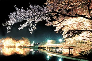 臥竜公園 夜桜