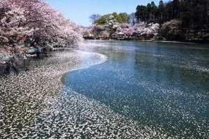臥竜公園 桜
