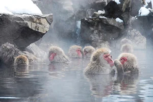 地獄谷野猿公苑 温泉に入る日本猿